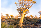 4x5 - Kokerboom In Golden Light, Keetmanshoop, Namibia -  Portra 400