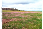 4x5 - Nieuwoudtville Wildflower Reserve, Nieuwoudtville, South-Africa  - Fuji Provia 100F