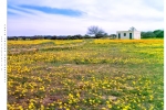 4x5 - Namaqualand Daisy Scene, Willemsrivier Farm, Nieuwoudtville, South-Africa  - Fuji Provia 100F