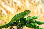 Cape Dwarf Chameleon