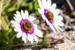 Namaqualand Daisy