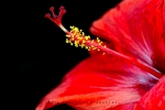 Red Hibiscus, Stellenbosch, South-Africa Craig Fouché Photography ©2014