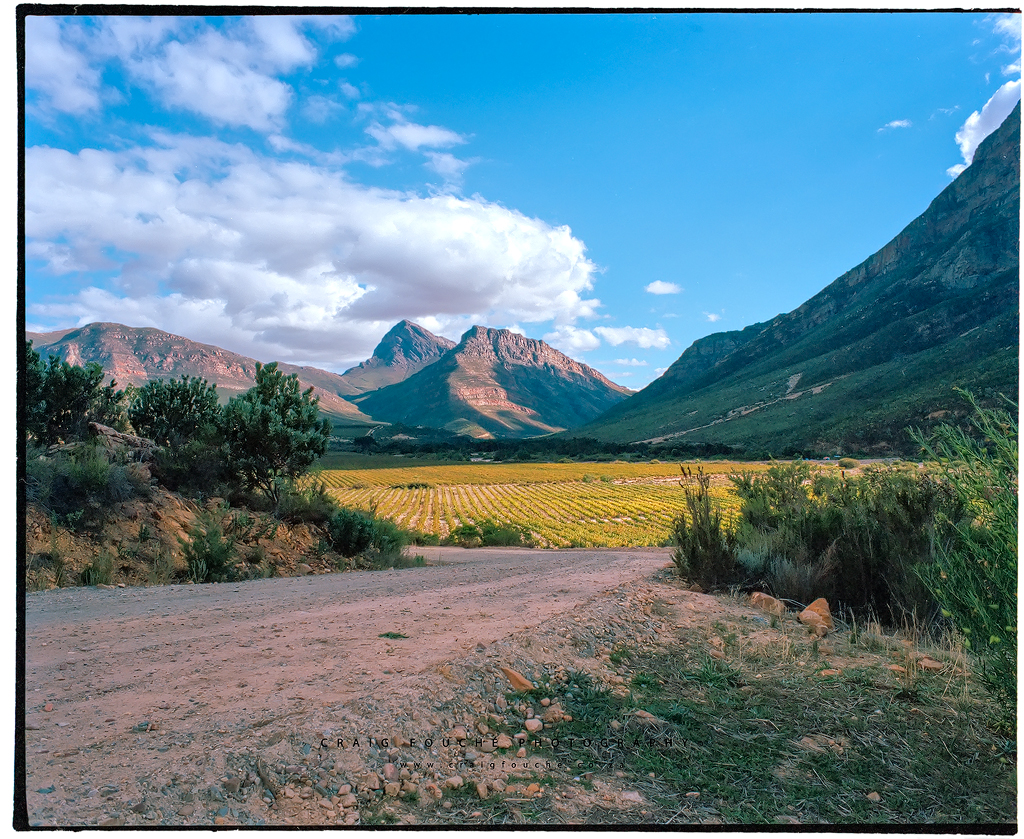 Landscape - Dwarsberg Vineyards, Rawsonville, South-Africa - Kodak Portra 400