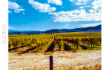 Landscape - Vineyards Of The Koo Valley, Montagu, South-Africa | Kodak Gold 200