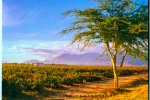 Landscape - Evening Light In The Winelands - Konica Centuria 100