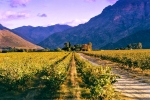 Landscape - Evening Light At Avondrood Vineyards - Konica Centuria 100