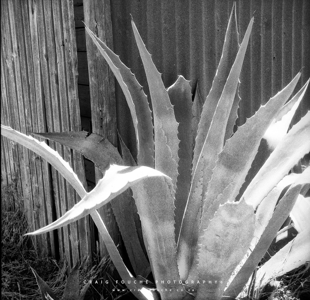 Plant, The Studio Barn, Barrydale, South-Africa - Rerapan 400