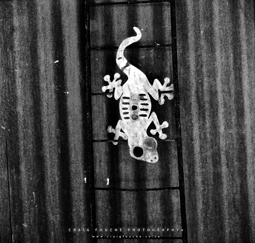 Gecko, The Studio Barn, Barrydale, South-Africa - Rerapan 400