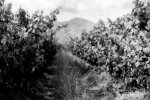 Vineyards, Deetlefs Wine Estate, Rawsonvile, South-Africa - Rerapan 400 Vineyards, Deetlefs Wine Estate, Rawsonvile, South-Africa - Rerapan 400
