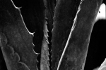 Plant, The Studio Barn, Barrydale, South-Africa - Rerapan 400 Plant, The Studio Barn, Barrydale, South-Africa - Rerapan 400