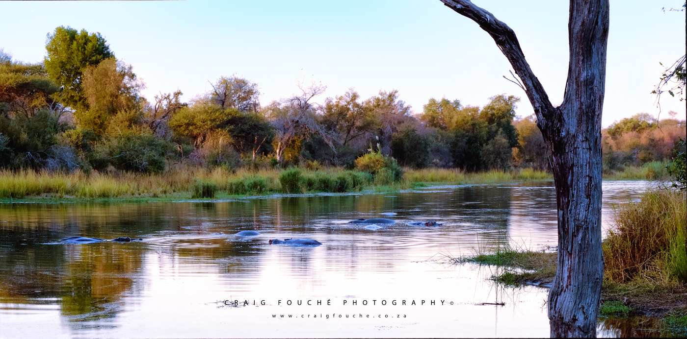 Wildlife - Hippos, Lake Panic,  Kruger National Park, South-Africa - Kodak Portra 400