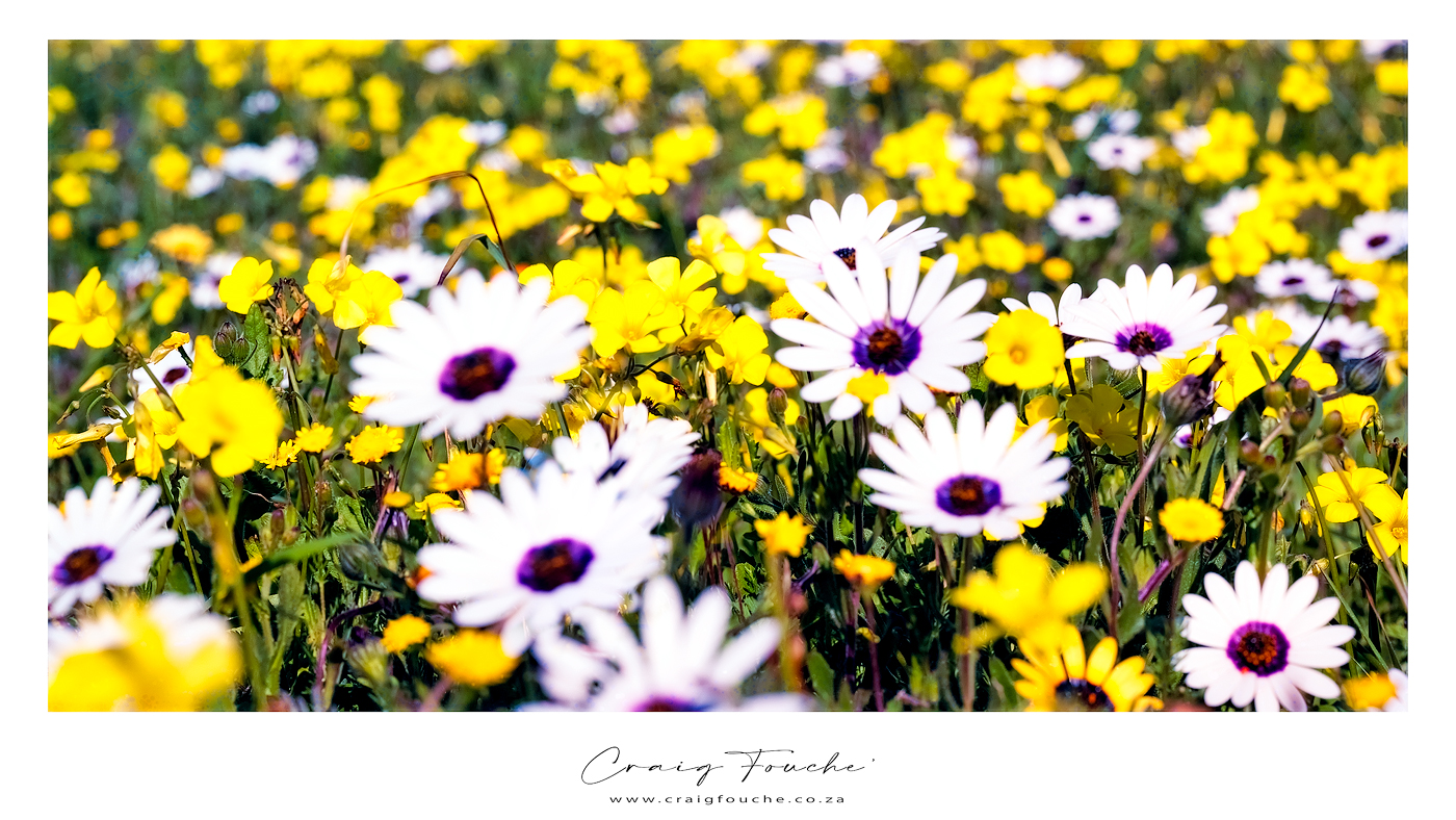Landscape - Daisies Forever, West Coast National Park, South-Africa - Kodak Portra 160