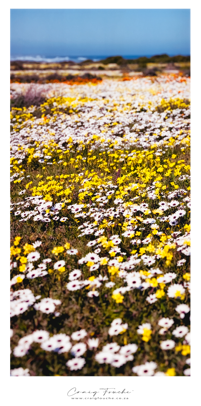 Landscape - As Far As I Can Sea, West Coast National Park, South-Africa - Kodak Portra 160