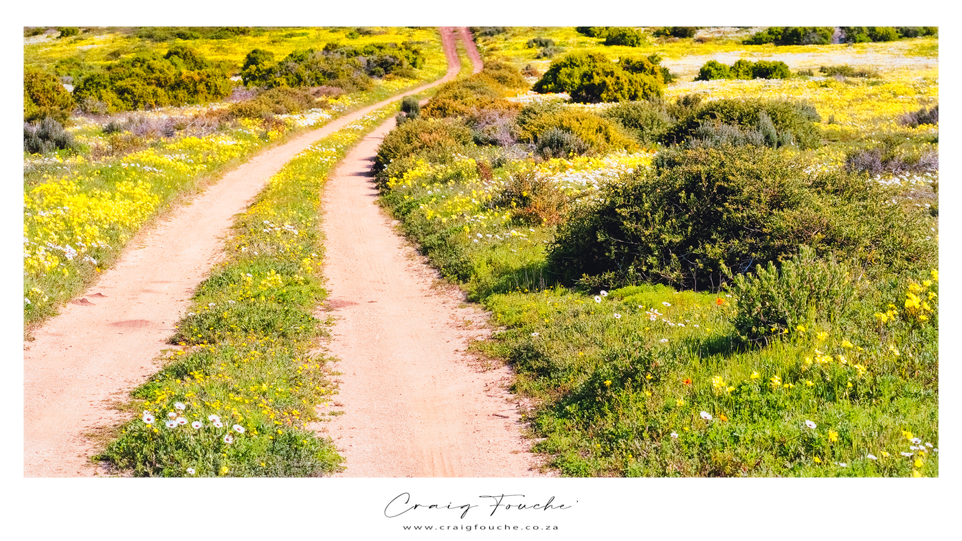 Landscape - Country Roads, West Coast National Park, South-Africa - Kodak Portra 160