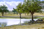 Wildlife - Zebras & Waterbuck, Kumana Dam,  Kruger National Park, South-Africa - Kodak Portra 400