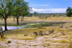 Wildlife - Waterbuck, Kumana Dam,  Kruger National Park, South-Africa - Kodak Portra 400
