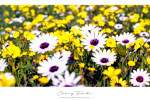Landscape - Daisies Forever, West Coast National Park, South-Africa - Kodak Portra 160