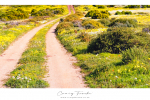 Landscape - Country Roads, West Coast National Park, South-Africa - Kodak Portra 160