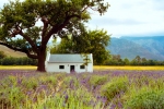 Landscape - Le Motte Lavendar, Franschhoek, South-Africa - Kodak Portra 400