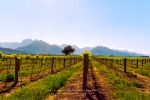 Landscape - Springtime In Rawsonville, Rawsonville, South-Africa - Kodak Ektar 100