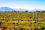 Landscape - Springtime At Deetlefs Wine Estate, Rawsonville, South-Africa - Kodak Ektar 100