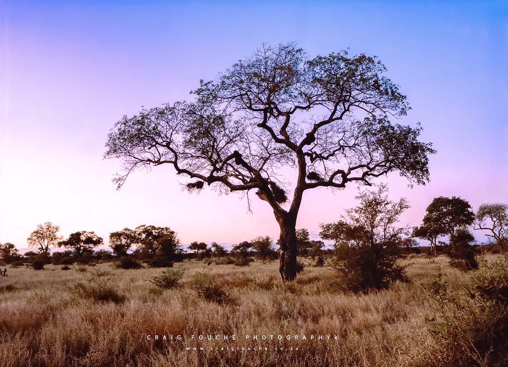 Landscape - Landscape - Bushveld Evening Light - Satara, Kruger National Park, South-Africa - Kodak Portra 160