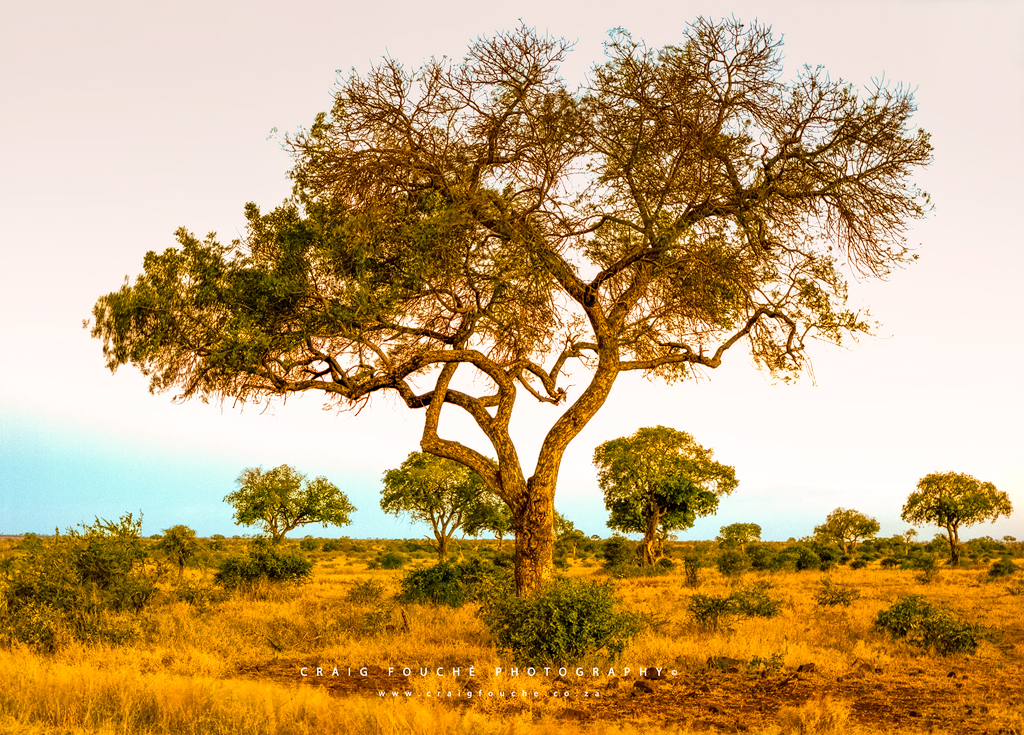 Landscape - Bushveld Gold - Satara, Kruger National Park, South-Africa - Kodak Portra 160