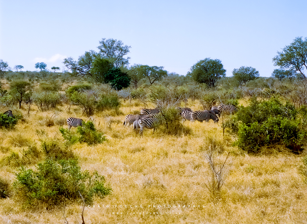 Wildlife - Zebras - Satara, Kruger National Park, South-Africa - Kodak Portra 160