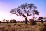 Landscape - Landscape - Bushveld Evening Light - Satara, Kruger National Park, South-Africa - Kodak Portra 160