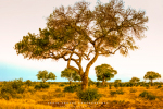 Landscape - Bushveld Gold - Satara, Kruger National Park, South-Africa - Kodak Portra 160