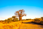 Landscape - Boabab In Golden Light - Satara, Kruger National Park, South-Africa - Kodak Portra 160