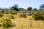 Wildlife - Zebras - Satara, Kruger National Park, South-Africa - Kodak Portra 160