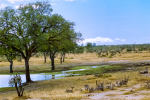 Wildlife - Kumana Dam Scene - Satara, Kruger National Park, South-Africa - Kodak Portra 160
