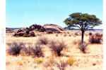 Landscape - Veld Scene - Windhoek Surrounds, Namibia - Kodak Ektar 100