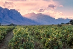 Landscape - Evening Light Over Jason's Hill - Rawsonville, South-Africa -  Fuji Pro 400H