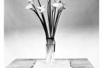 Studio - Arum Lillies, Craig Fouché Photography Studio, Worcester, South-Africa | Kodak Tri-X 400 / 400TX