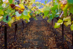 Landscape - Vineyard Rows, Hex River Valley, South-Africa - Kodak Ektar 100