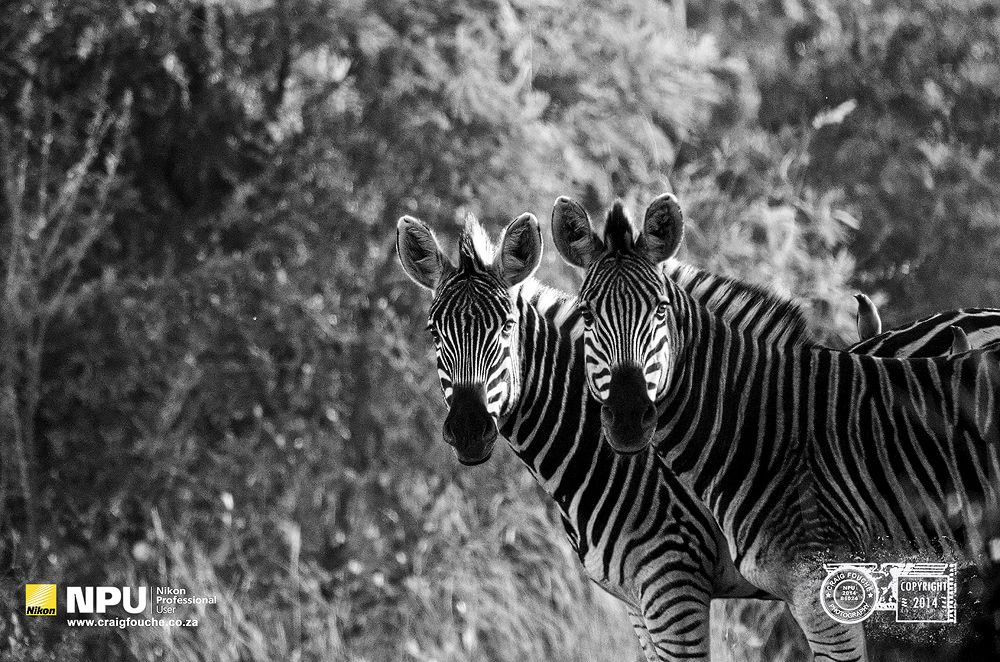 Early Morning Zebra and Oxpecker Pose, Madikwe Game Reserve, South-Africa