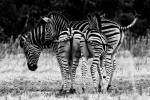 Zebra, Addo Elephant National Park, AENP, South-Africa