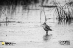 Grey Plover, WCNP, West Coast National Park, South-Africa