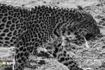 Early Morning Leopard on the Hunt, Madikwe Game Reserve, South-Africa