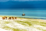 This Is East Africa, Nungwi, Zanzibar, Tanzania