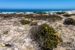 Grootrif, Lamberts Bay, South-Africa