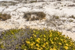 Grootrif, Lamberts Bay, South-Africa