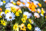 Namaqualand Daisies, South-Africa