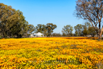 Nieuwoudtville Town, South-Africa