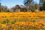 Nieuwoudtville Town, South-Africa