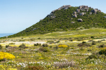 West Coast National Park, South-Africa