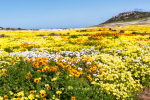 West Coast National Park, South-Africa