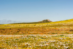 West Coast National Park, South-Africa